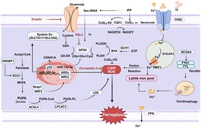 Research progress on ferroptosis in colorectal cancer